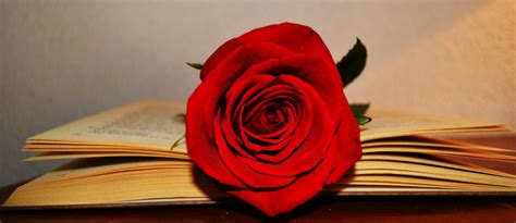 dia del libro y la rosa